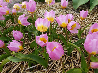 Tulipa bakeri Lilac Wonder