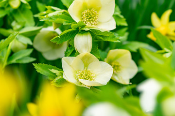 Obraz premium 春の花