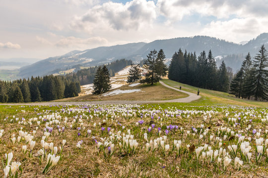 A mountain meadow full of white and purple crocuses with snowy mountains in the background.