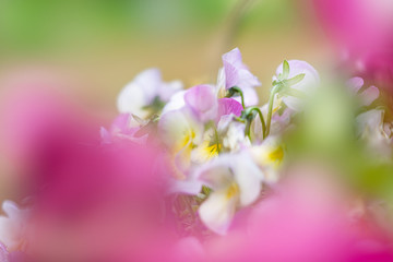 Fototapeta na wymiar 春の花