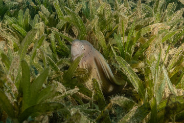 Moray eel Mooray lycodontis undulatus in the Red Sea, eilat israel