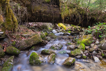 Small stream in the forest, which flows under a fallen tree trunk. 