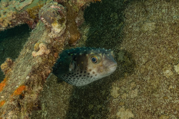 Fish swim in the Red Sea, colorful fish, Eilat Israel