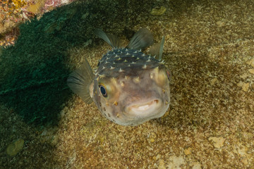 Fish swim in the Red Sea, colorful fish, Eilat Israel
