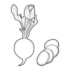Radishes Vector Illustration Hand Drawn Vegetable Cartoon Art