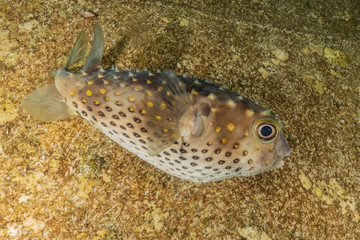 Fish swim in the Red Sea, colorful fish, Eilat Israel