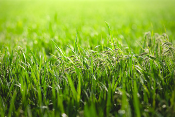 Fototapeta premium Ears of grass bent under the weight of raindrops