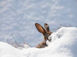 eared brown hare in the snow © serikbaib