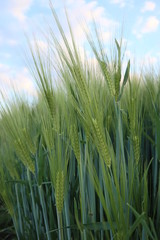 Gerstenfeld, Gerste, Ähren, Getreide