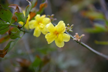 Obraz premium yellow flowers on a tree