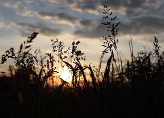 Gräser Wiesengräser im Gegenlicht