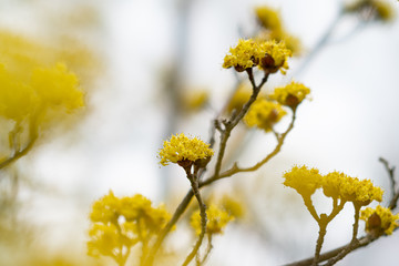 春の花