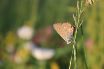 brauner Falter Schmetterling am Grashalm