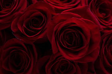 Red roses close-up. Background