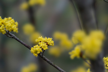 春の花