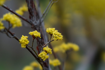 春の花