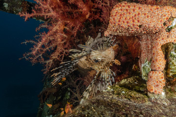 Coral reef and water plants in the Red Sea, Eilat Israel