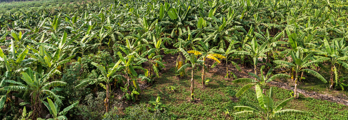 Banana plantation Organic Crop. Rural landscape banana palm field.