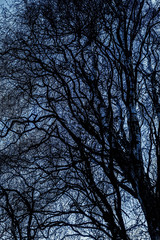 branches tree, beautiful abstract structure,