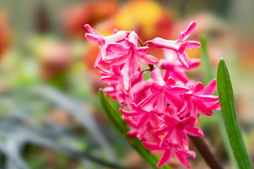 春の花