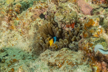 Coral reef and water plants in the Red Sea, Eilat Israel