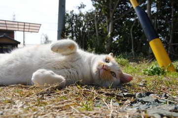 Fototapeta premium ごろーん