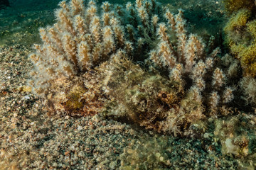 Fototapeta na wymiar Coral reef and water plants in the Red Sea, Eilat Israel