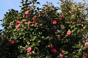 Obraz premium The camellia japonica was used not only for ornamental purposes, but also for edible oils and hair dressings by squeezing seeds.