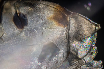 Crawler cocoon after moulting, close up