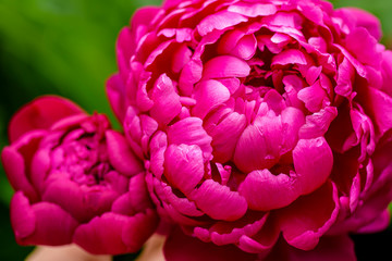 Peony close-up. Peony rose renaissance after rain close-up.  Red Spring Flower. Money flower of happiness.