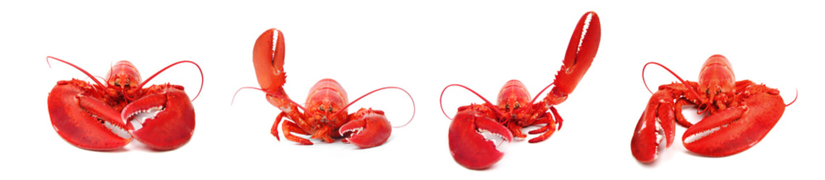 hello lobster set