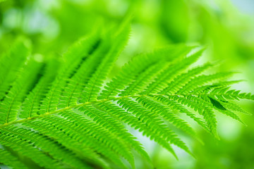 Wildlife Paportik Green Leaf. Green Sprig Fern with Leaves Blue Sky Background. Green leaf of fern in the sun.