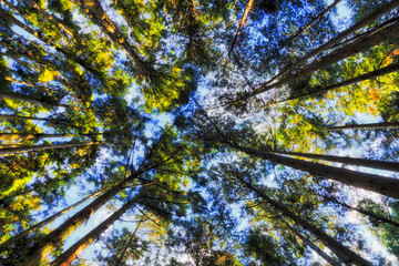 JP Ohara pine crowns sky