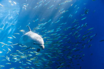 Obraz premium ドルフィンスイム