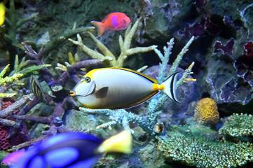 Fototapeta na wymiar サンゴ礁の周りを泳ぎ回るカラフルな魚たちとミヤコテングハギ