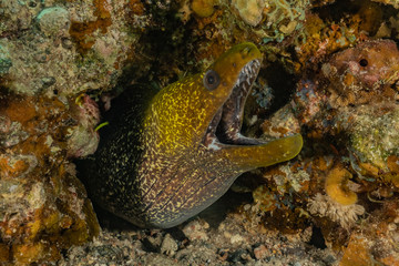 Moray eel Mooray lycodontis undulatus in the Red Sea, eilat israel