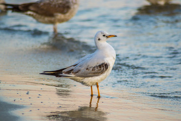 Beautiful young seagull on the beach, sunset and colorful waters, bird walking on the beach, sea waves hitting the shore