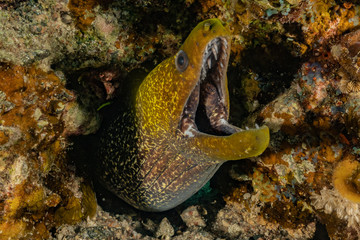 Moray eel Mooray lycodontis undulatus in the Red Sea, eilat israel