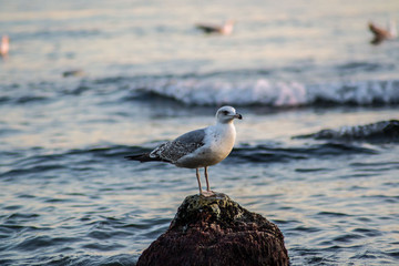 Curious seagull sitting on a cliff in the sea, waves in the sea, bird on the beach, outdoors