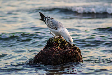 Curious seagull sitting on a cliff in the sea, waves in the sea, bird on the beach, outdoors