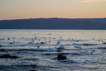 Swans and group of seagulls in the water, sunset time, colorful waters, aquatic fauna, swan with head in the water