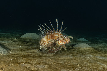 Lion fish in the Red Sea colorful fish, Eilat Israel