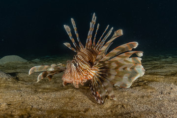 Lion fish in the Red Sea colorful fish, Eilat Israel