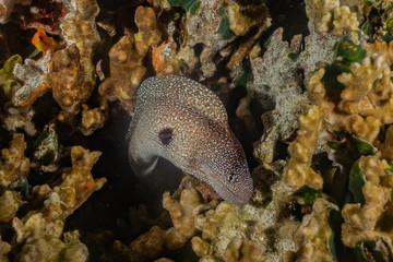 Moray eel Mooray lycodontis undulatus in the Red Sea, eilat israel