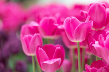 Fototapeta premium Flowering red tulips Side view. Blossoming flowers