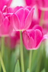 Flowering red tulips Side view. Blossoming flowers
