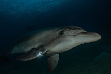 Fototapeta premium Dolphin swimming in the Red Sea, Eilat Israel