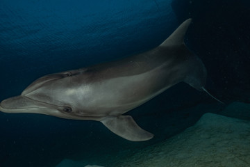 Obraz na płótnie Canvas Dolphin swimming in the Red Sea, Eilat Israel