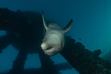 Fototapeta premium Dolphin swimming in the Red Sea, Eilat Israel