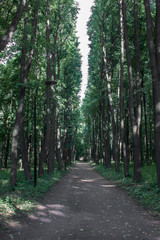 dirt road in summer fresh green forest